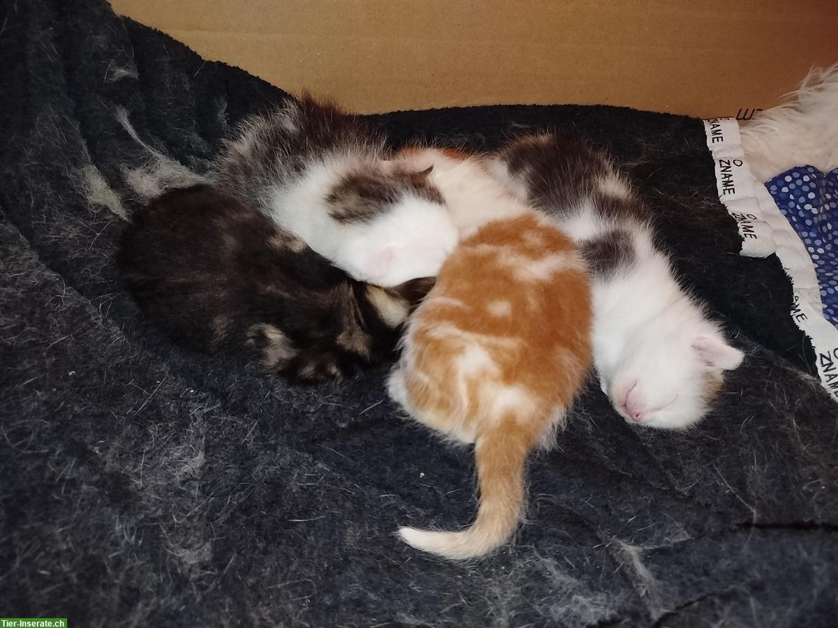 Bild 4: Junge süsse Kitten abzugeben