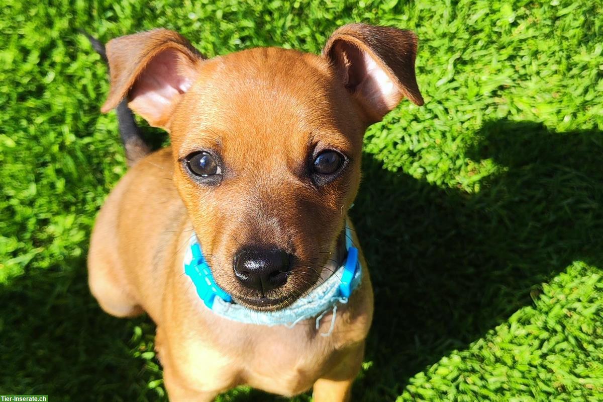 Schüchterner Zwergpinscher Welpe sucht Fels in der Brandung