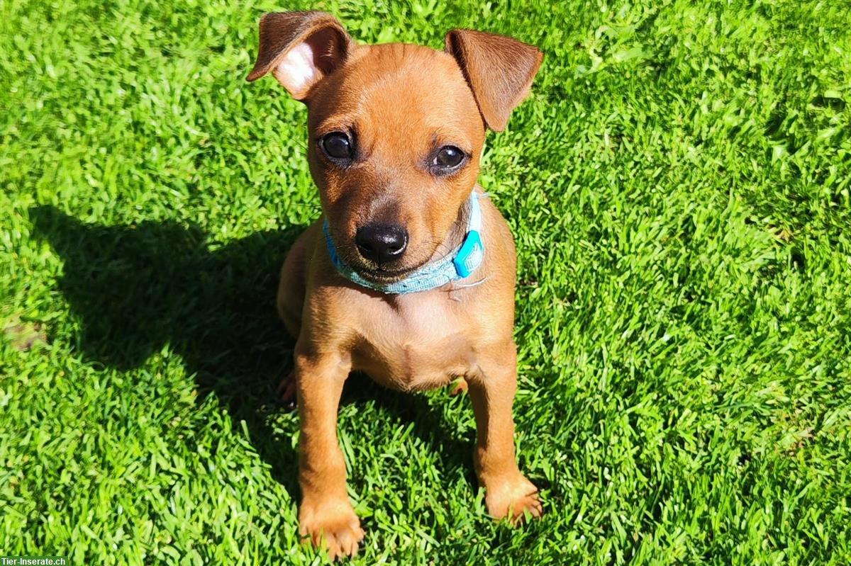 Bild 2: Schüchterner Zwergpinscher Welpe sucht Fels in der Brandung
