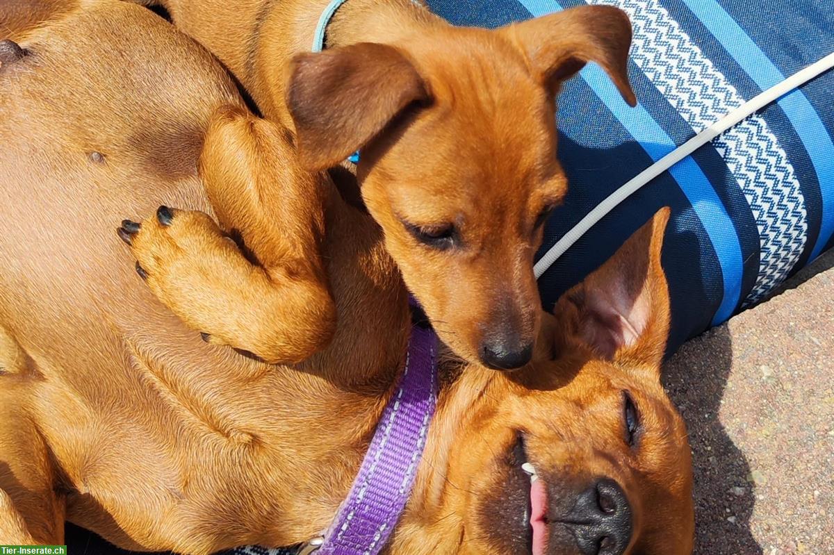 Bild 3: Schüchterner Zwergpinscher Welpe sucht Fels in der Brandung
