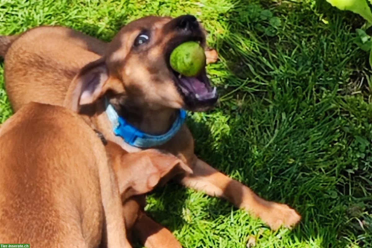 Bild 4: Schüchterner Zwergpinscher Welpe sucht Fels in der Brandung