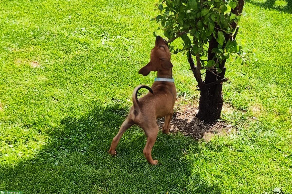 Bild 5: Schüchterner Zwergpinscher Welpe sucht Fels in der Brandung