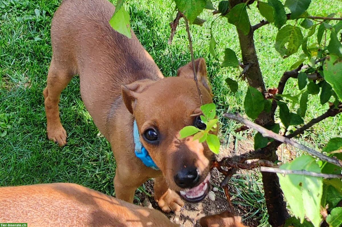Bild 6: Schüchterner Zwergpinscher Welpe sucht Fels in der Brandung