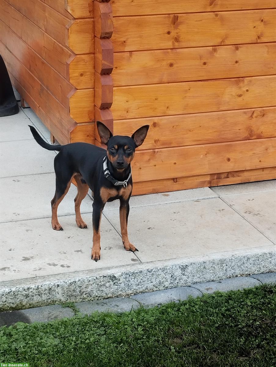 Bild 7: Schüchterner Zwergpinscher Welpe sucht Fels in der Brandung
