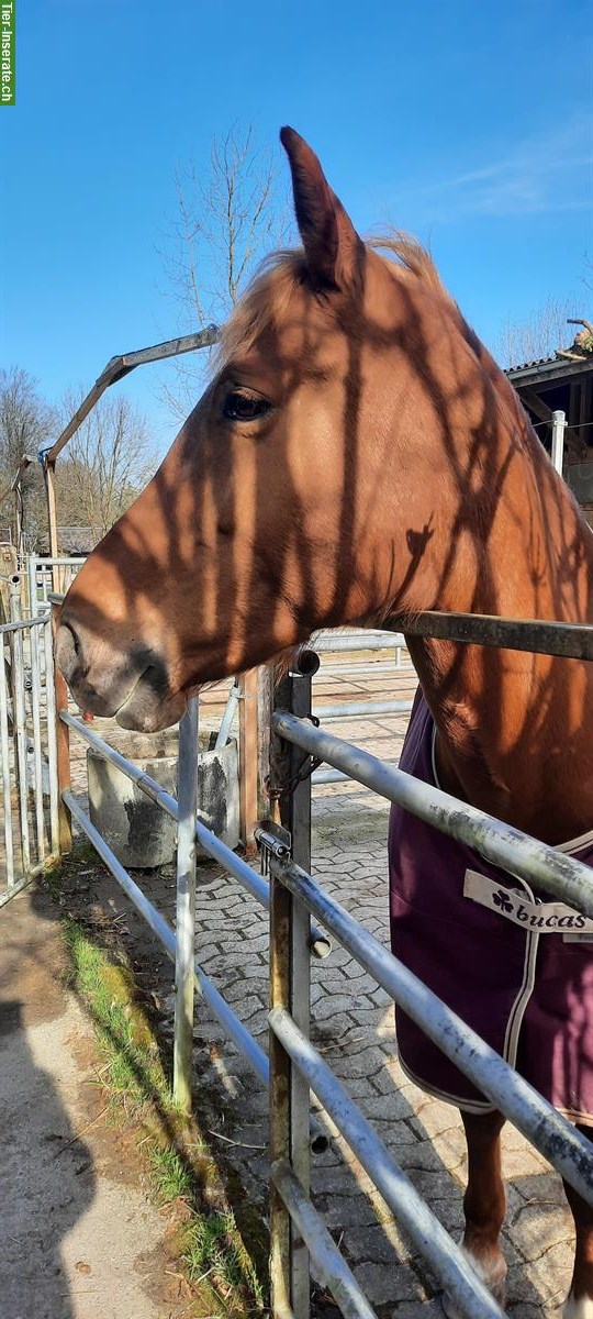 Pferde Stute sucht liebe Bezugsperson