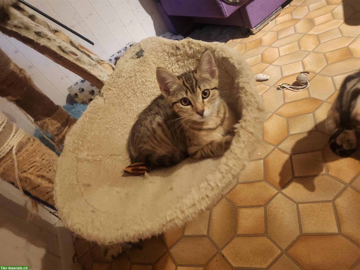 Bild 3: Bengal mix Kitten suchen ein Zuhause