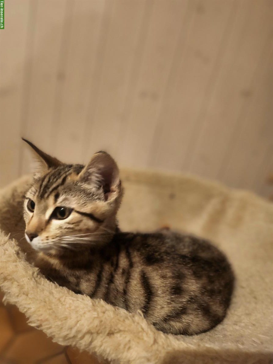 Bild 5: Bengal mix Kitten suchen ein Zuhause