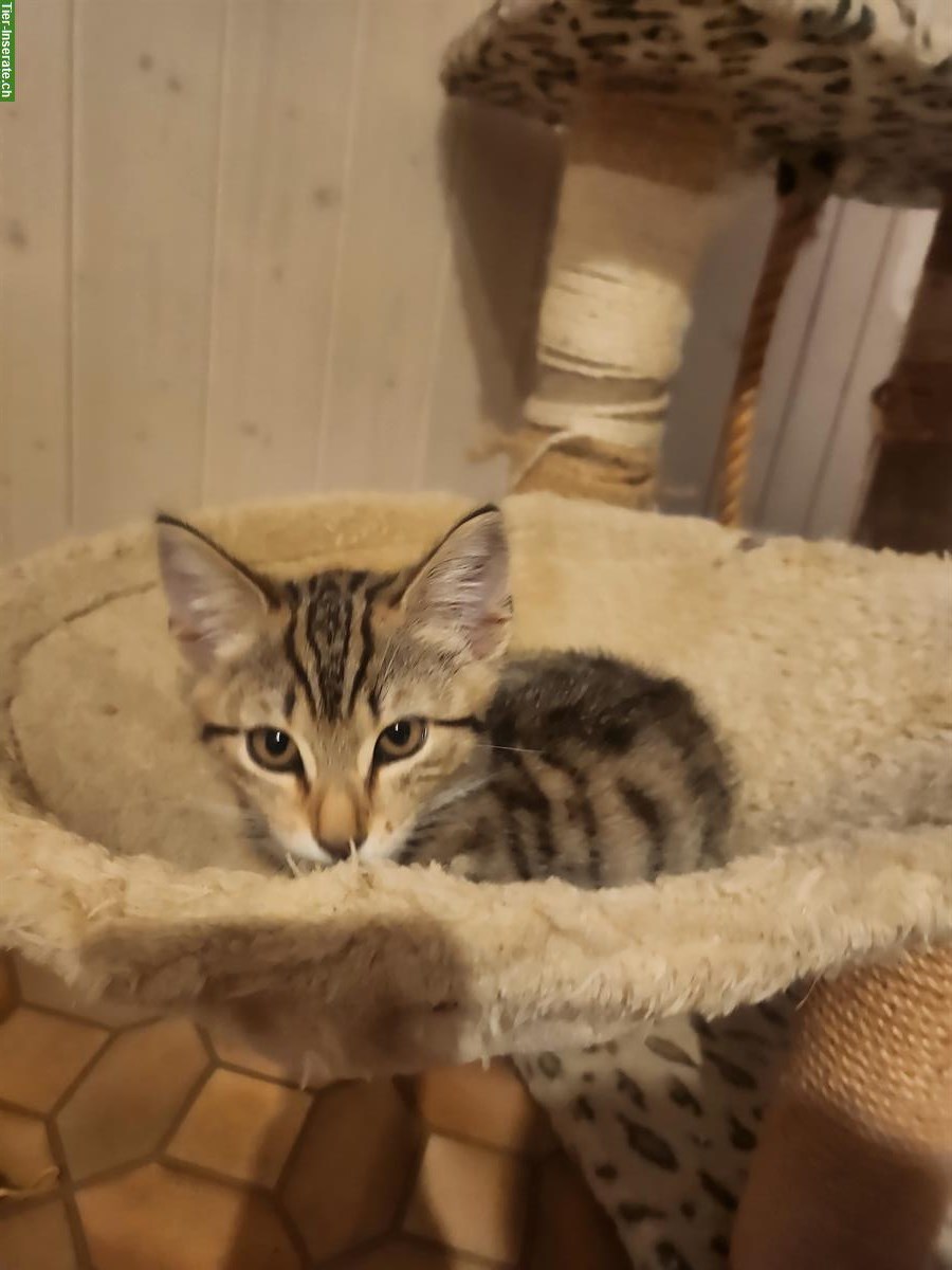 Bild 6: Bengal mix Kitten suchen ein Zuhause