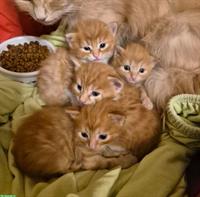 Süsse Katzenbabys suchen liebevolles Zuhause