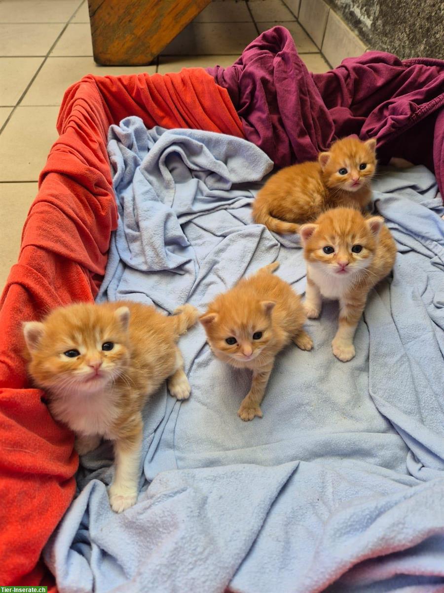 Bild 2: Süsse Katzenbabys suchen liebevolles Zuhause