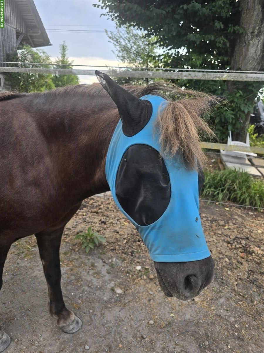 Bild 5: Neue Fliegenmasken auch für Shettys