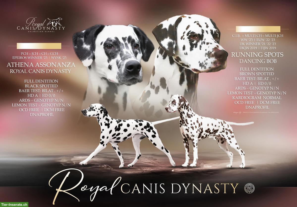 Bild 7: Dalmatiner Welpen | FCI-Ahnentafel mit Stammbaum