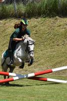 Charmanter Pony Allrounder sucht Bestplatz
