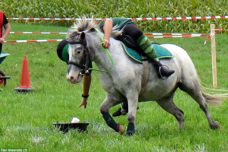 Bild 2: Charmanter Pony Allrounder sucht Bestplatz