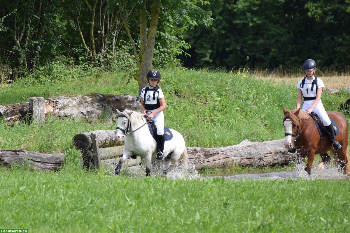 Bild 3: Charmanter Pony Allrounder sucht Bestplatz