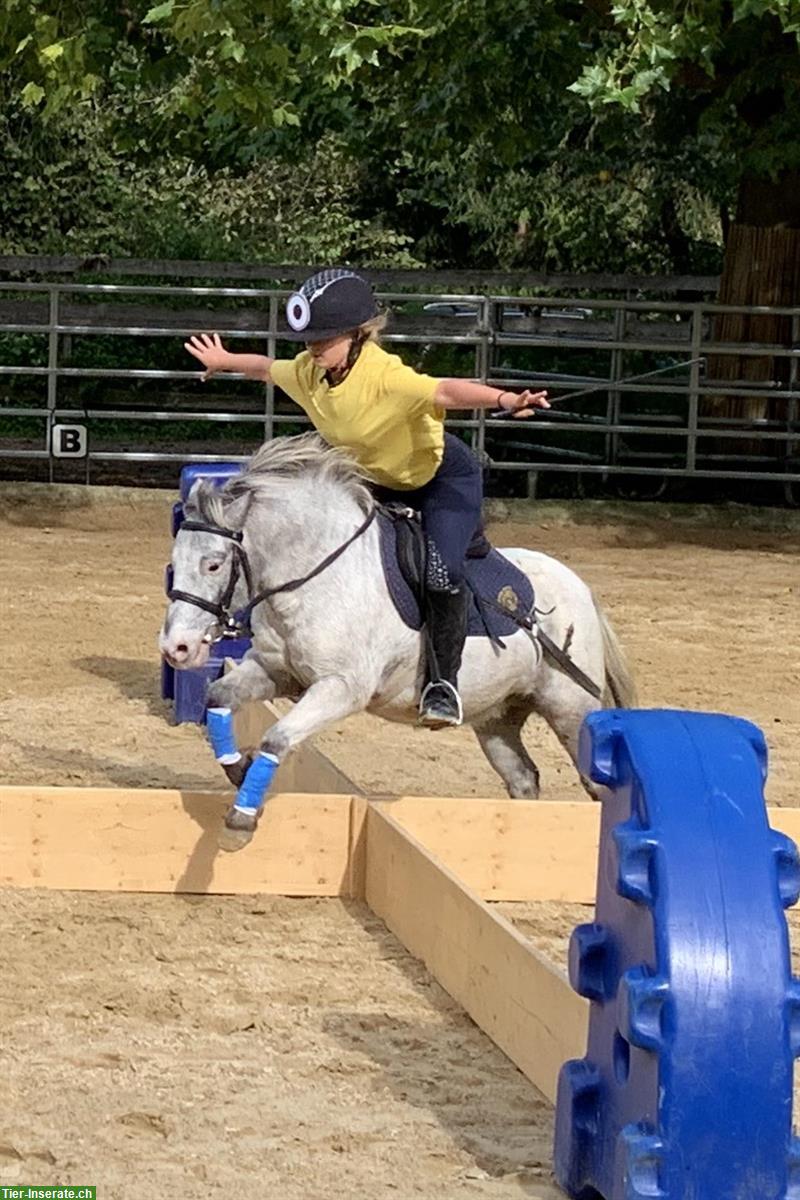 Bild 4: Charmanter Pony Allrounder sucht Bestplatz