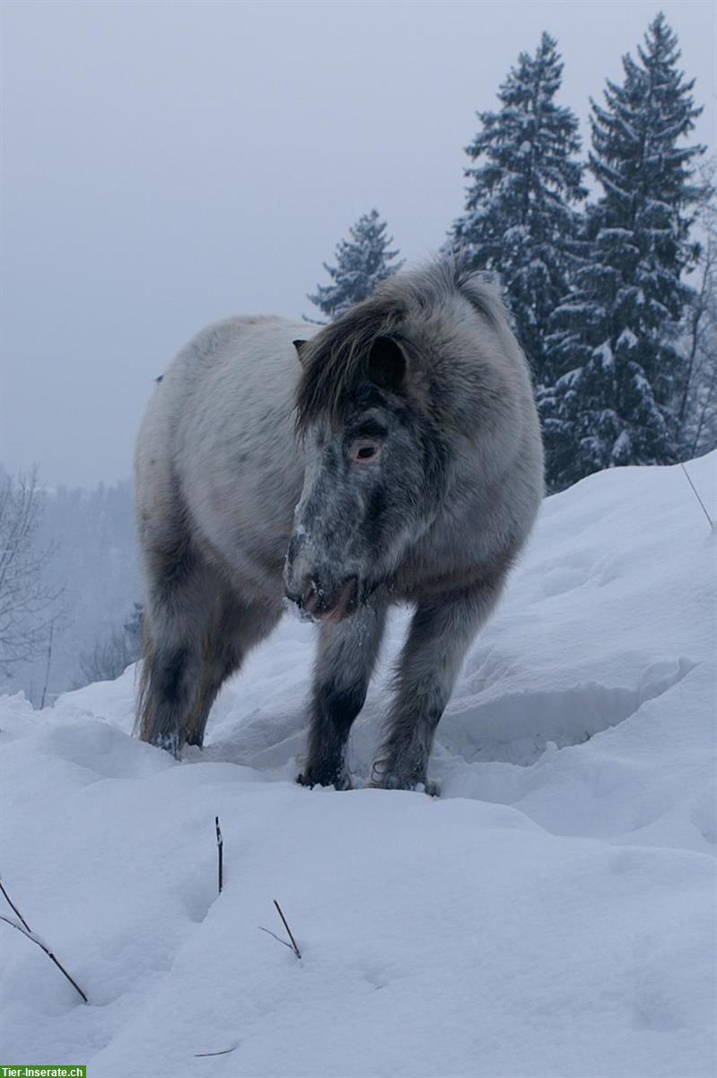 Bild 5: Charmanter Pony Allrounder sucht Bestplatz