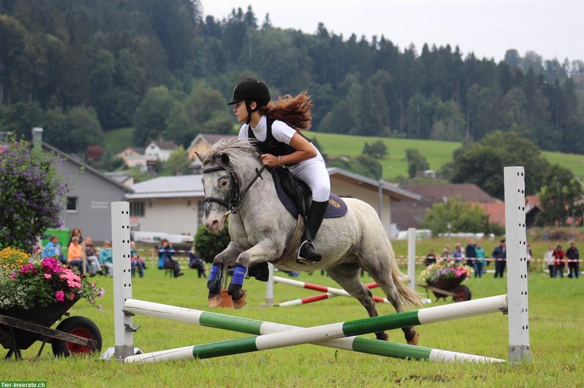 Bild 6: Charmanter Pony Allrounder sucht Bestplatz