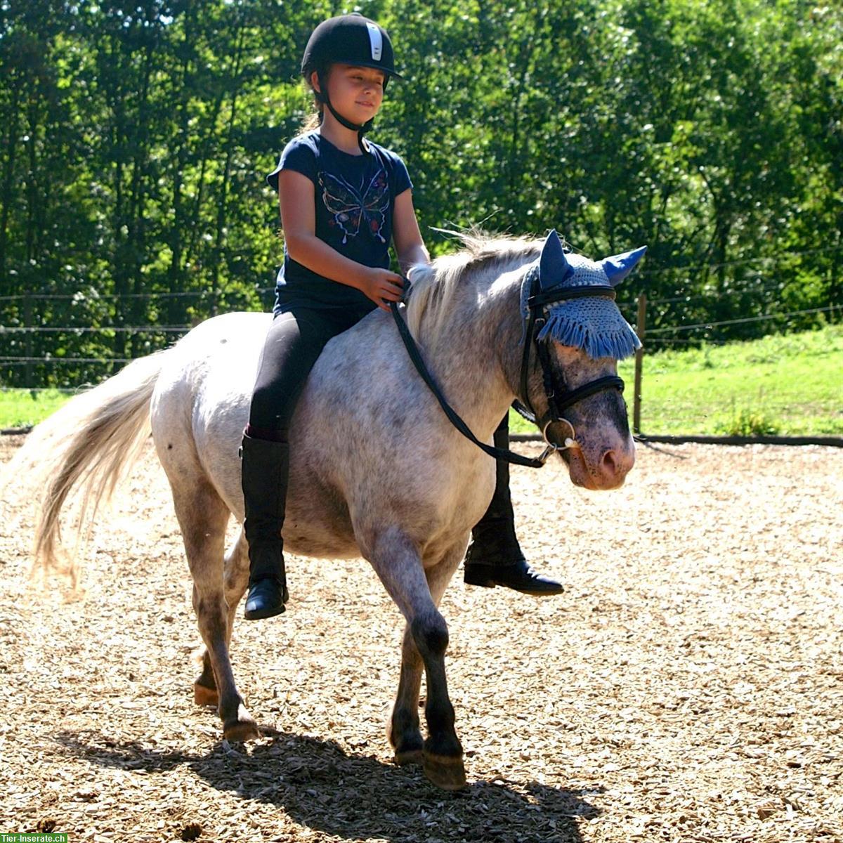 Bild 7: Charmanter Pony Allrounder sucht Bestplatz