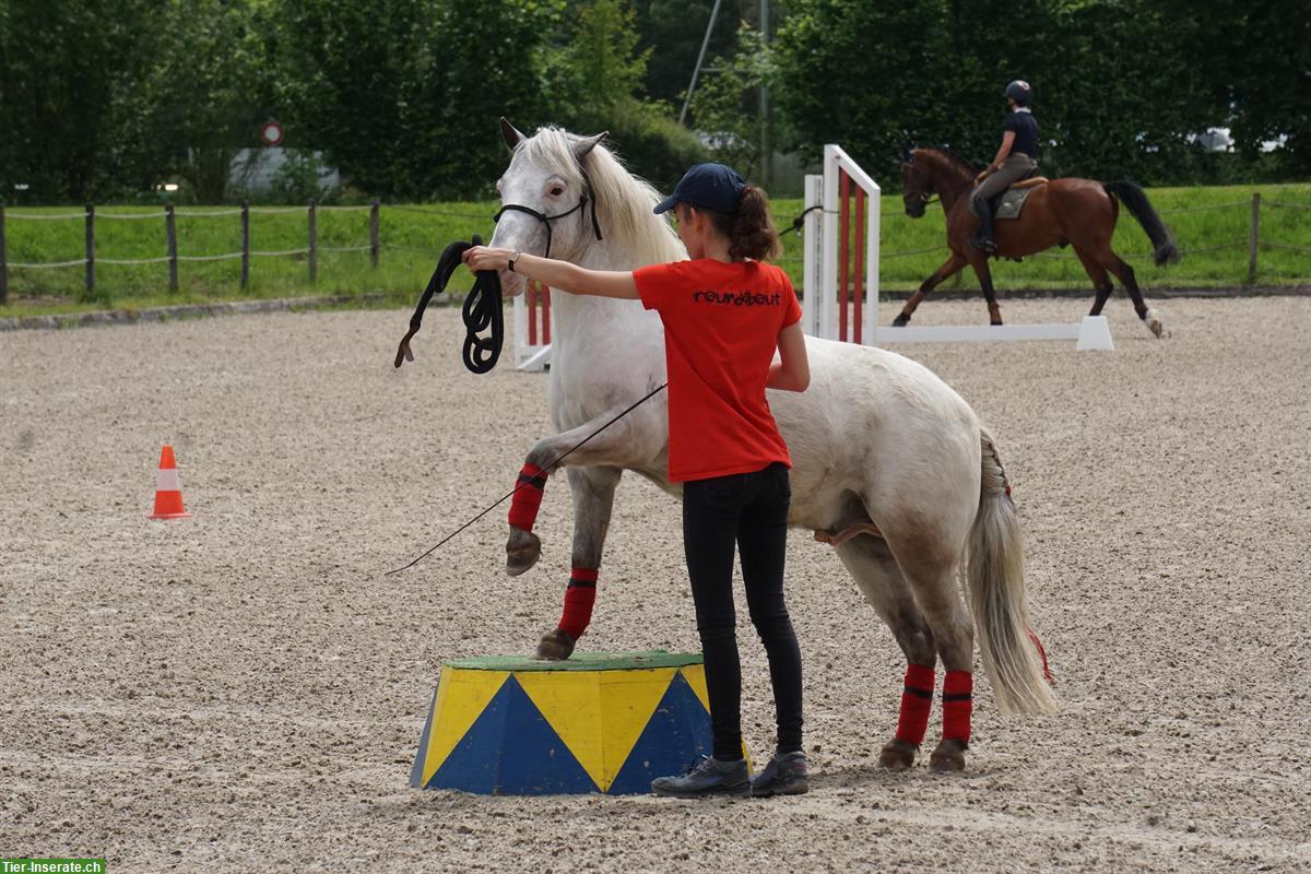 Bild 8: Charmanter Pony Allrounder sucht Bestplatz