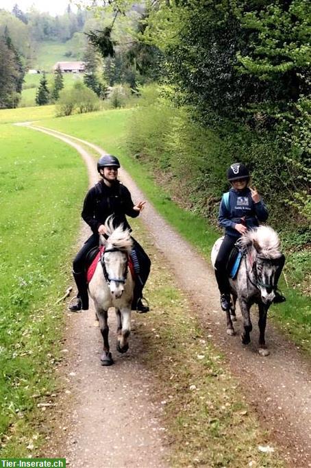 Bild 9: Charmanter Pony Allrounder sucht Bestplatz