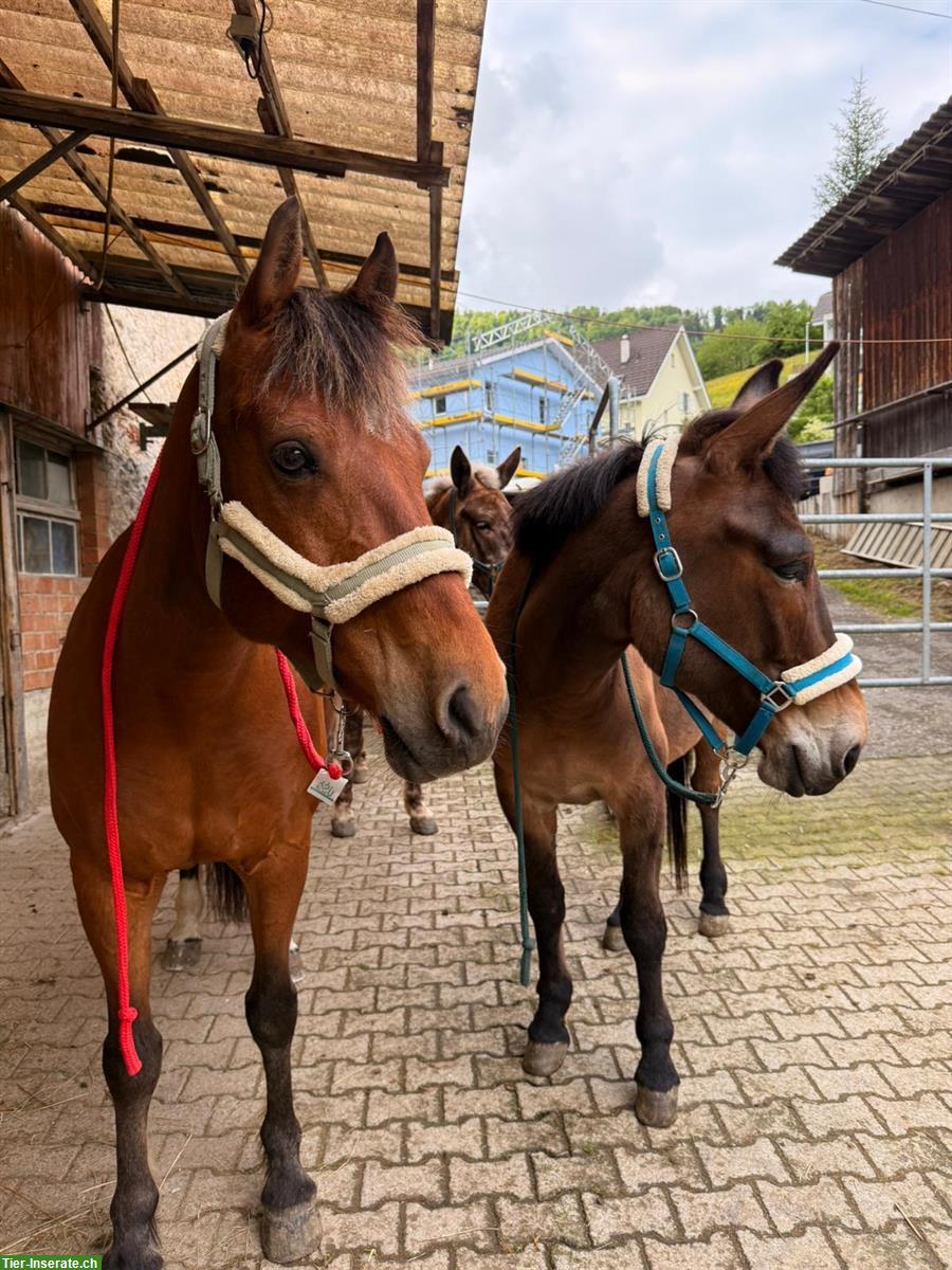 Reitbeteiligung für Freiberger Wallach in Bärschwil SO