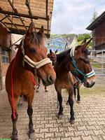 Reitbeteiligung für Freiberger Wallach in Bärschwil SO