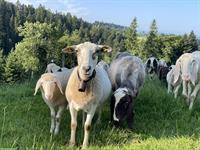 BIO Spiegelschaf-Mischung Aue zu verkaufen