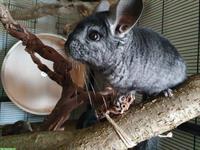 Chinchilla Männchen Moon sucht neues Zuhause