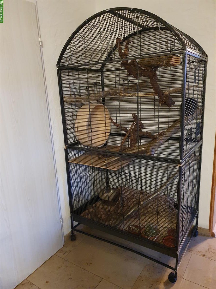 Bild 2: Chinchilla Männchen Moon sucht neues Zuhause