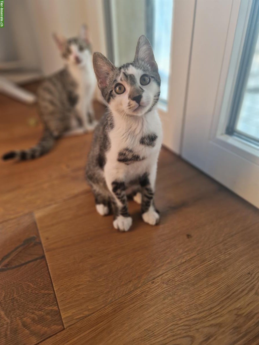 3 junge Katzen, stubenrein suchen ein Zuhause