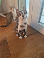 3 junge Katzen, stubenrein suchen ein Zuhause