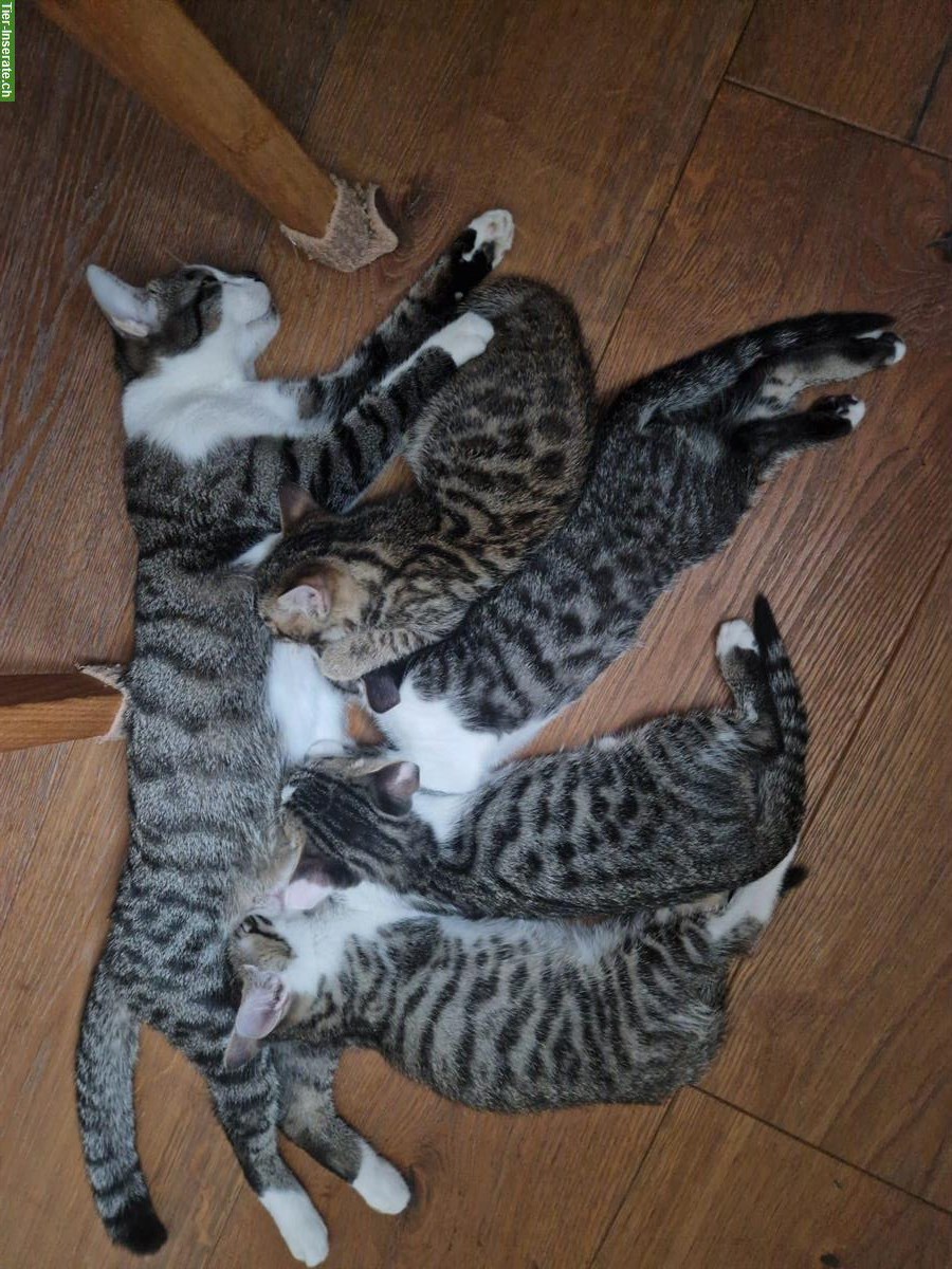 Bild 2: 3 junge Katzen, stubenrein suchen ein Zuhause