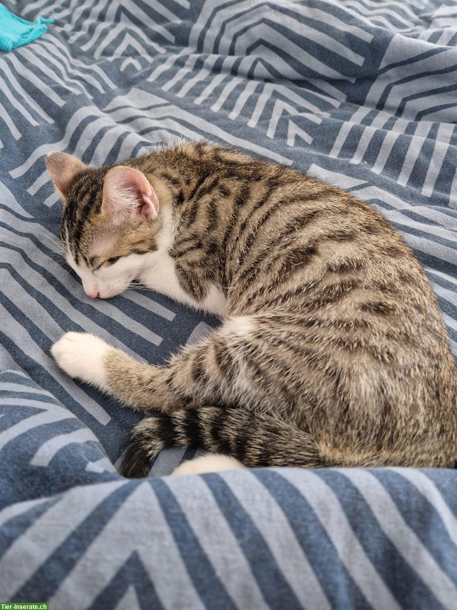 Bild 3: 3 junge Katzen, stubenrein suchen ein Zuhause