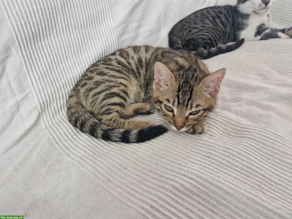 Bild 5: 3 junge Katzen, stubenrein suchen ein Zuhause