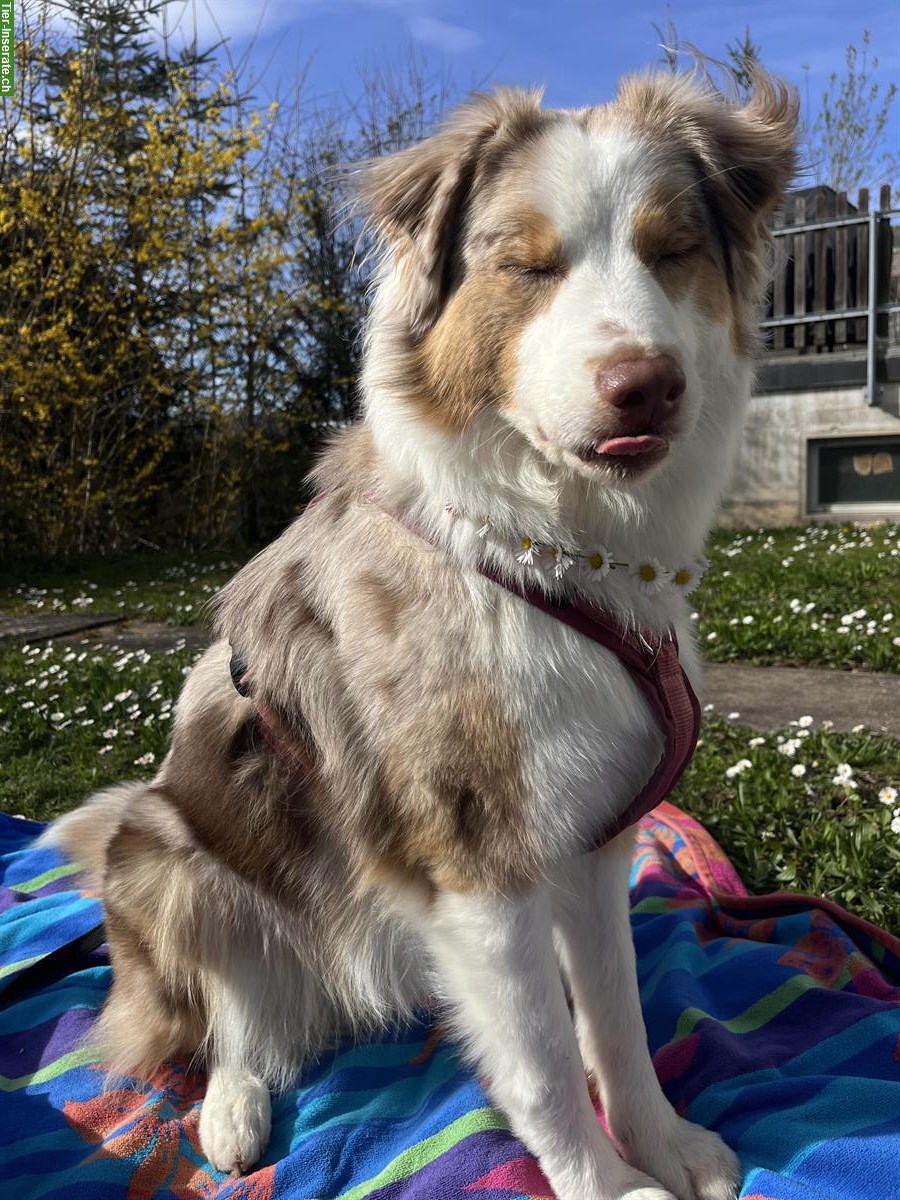 Herzensgute Aussie Hündin sucht für immer Zuhause!