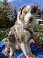 Herzensgute Aussie Hündin sucht für immer Zuhause!