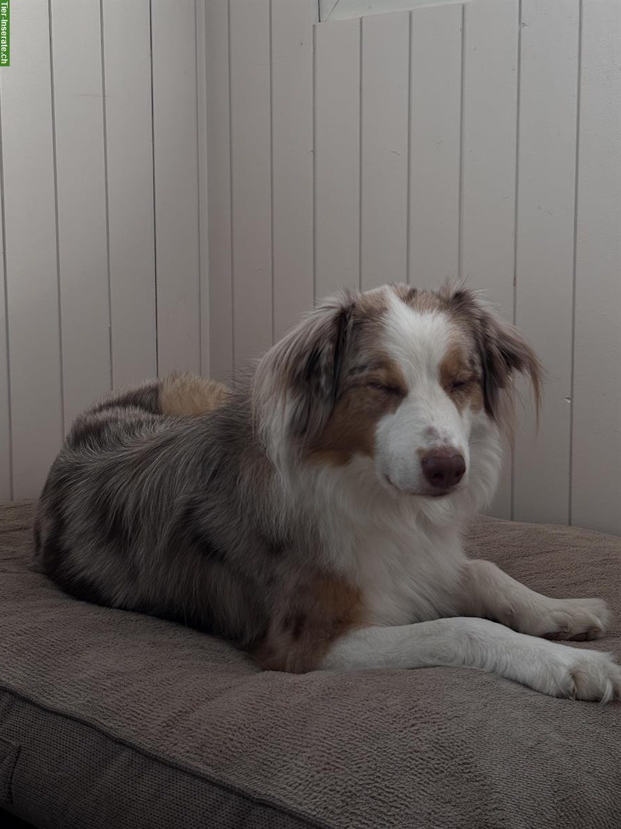 Bild 3: Herzensgute Aussie Hündin sucht für immer Zuhause!
