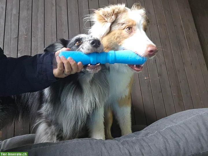 Bild 4: Herzensgute Aussie Hündin sucht für immer Zuhause!