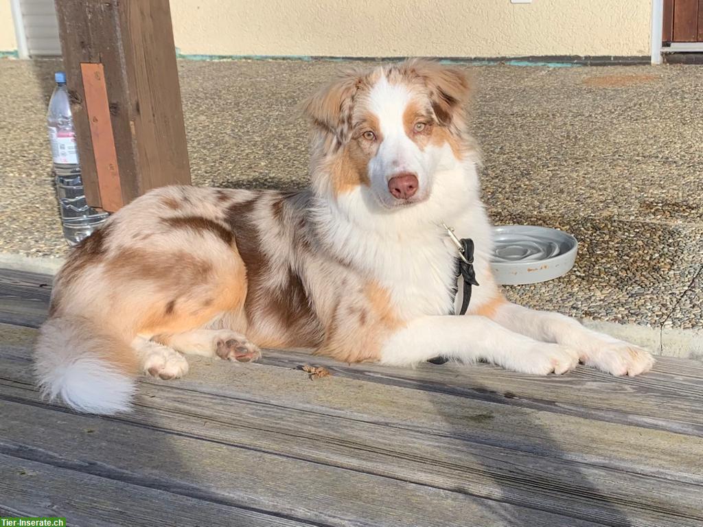 Bild 5: Herzensgute Aussie Hündin sucht für immer Zuhause!
