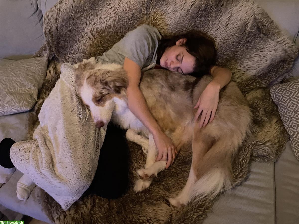 Bild 6: Herzensgute Aussie Hündin sucht für immer Zuhause!