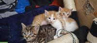 Süsse Mai Kitten Katerchen ab KW34