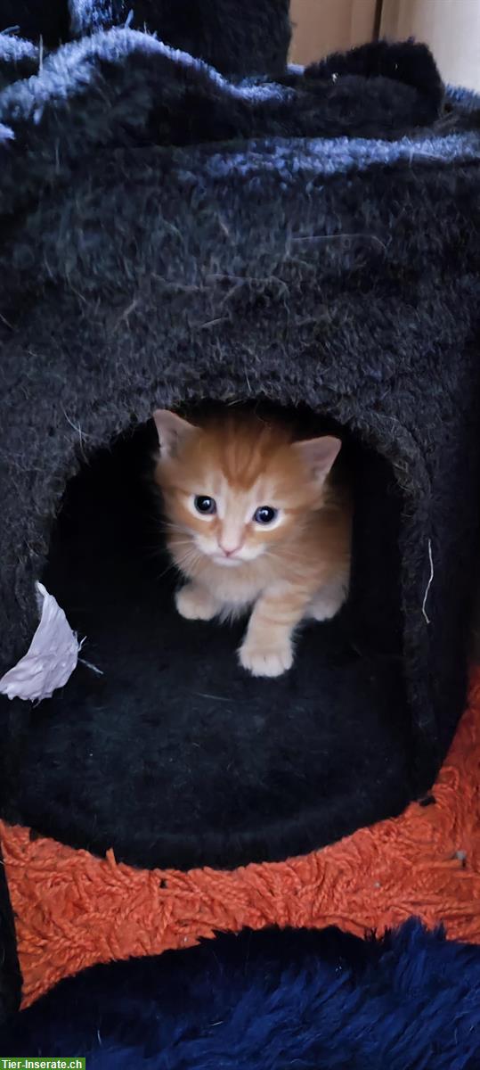 Bild 2: Süsse Mai Kitten Katerchen ab KW34