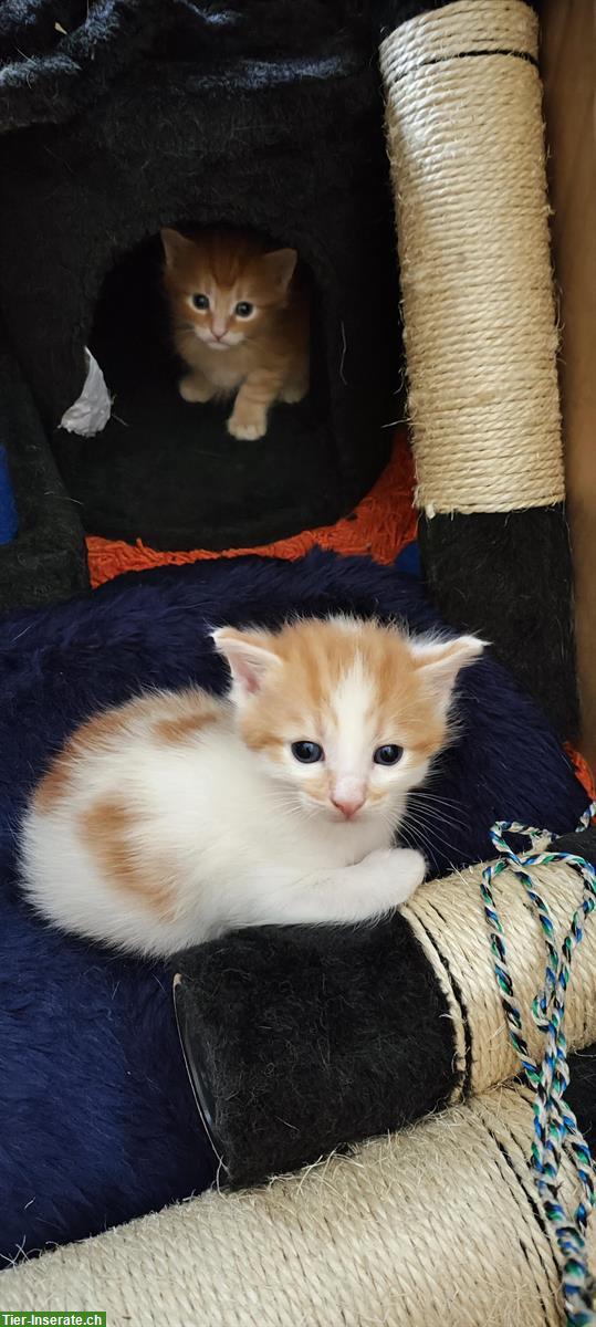 Bild 3: Süsse Mai Kitten Katerchen ab KW34