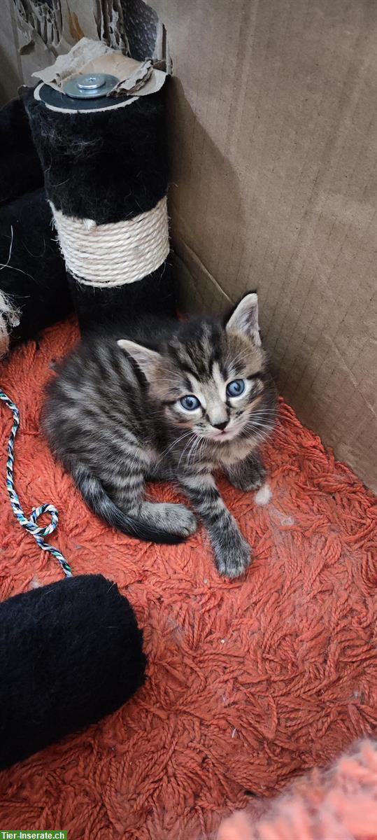 Bild 4: Süsse Mai Kitten Katerchen ab KW34