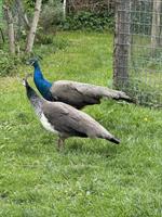 Blaues Jungpfauen Paar sucht Lebensplatz