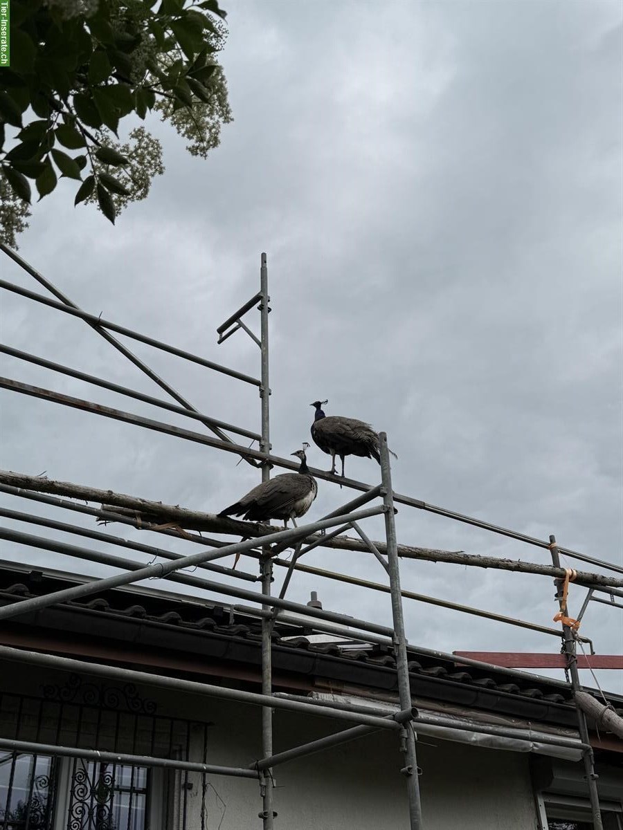 Bild 3: Blaues Jungpfauen Paar sucht Lebensplatz