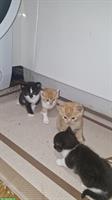 Süsse junge Kitten zu verkaufen