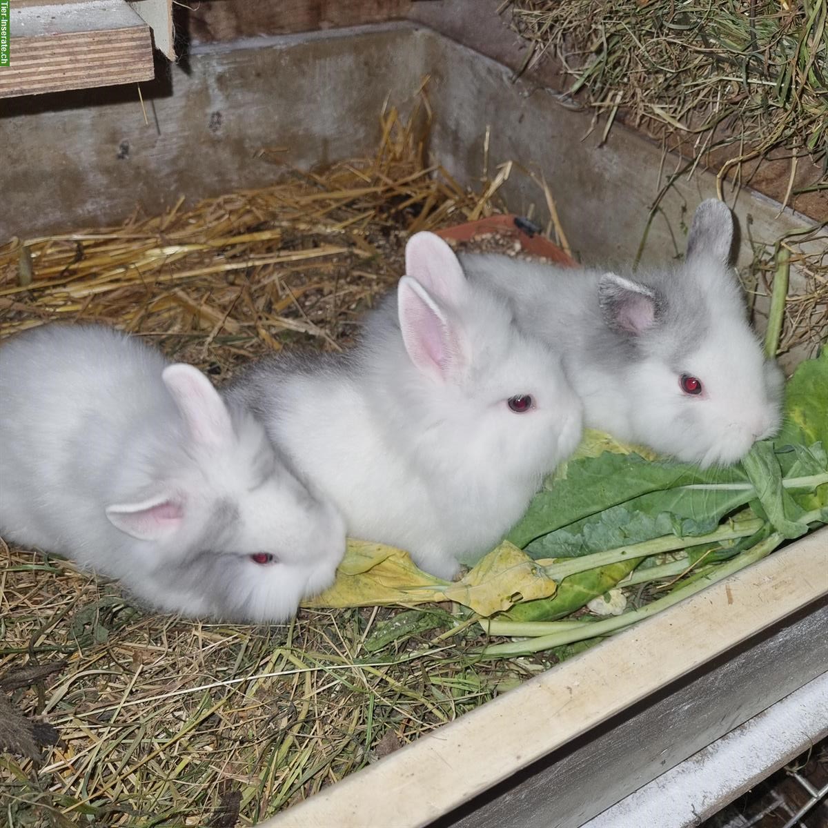Junge Löwenköpfli Zwergkaninchen zu verkaufen