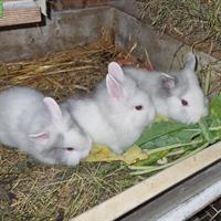 Junge Löwenköpfli Zwergkaninchen zu verkaufen